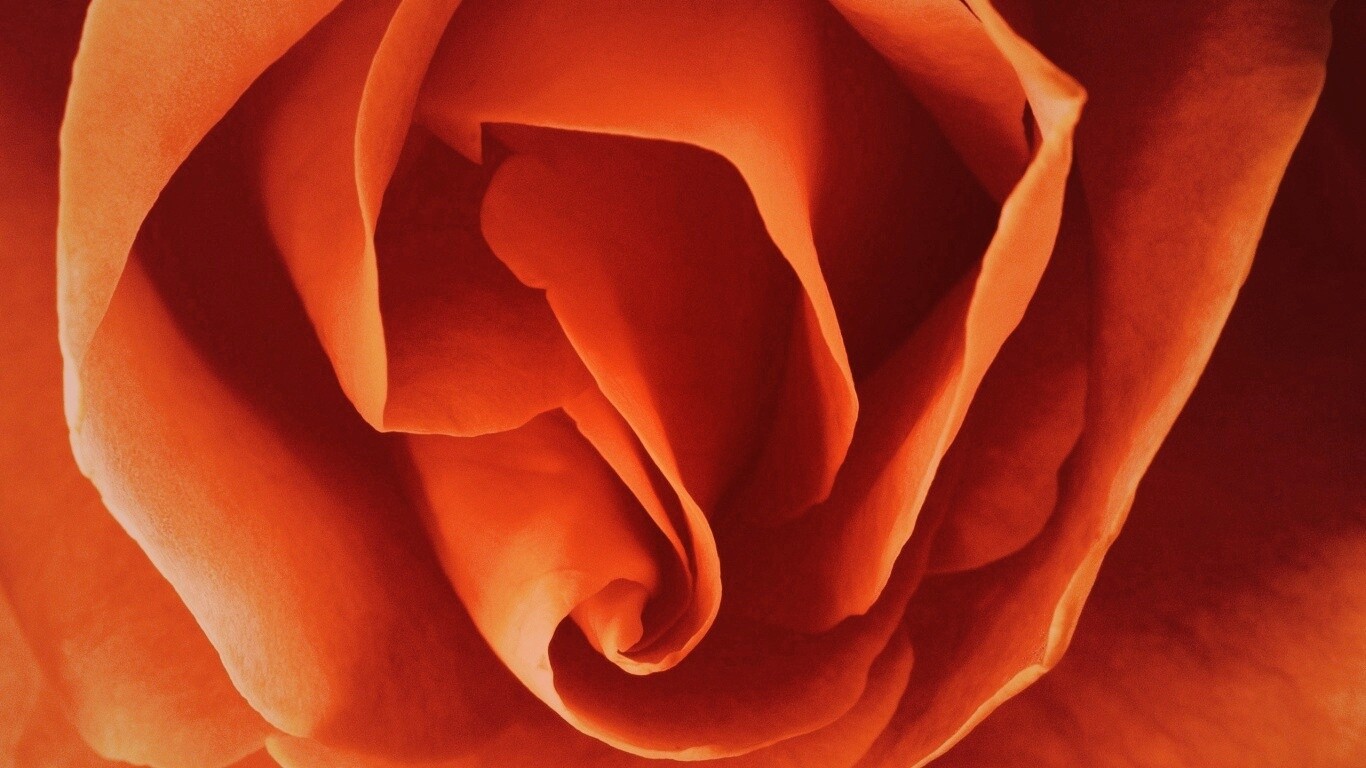 Макро фотка бутона обои