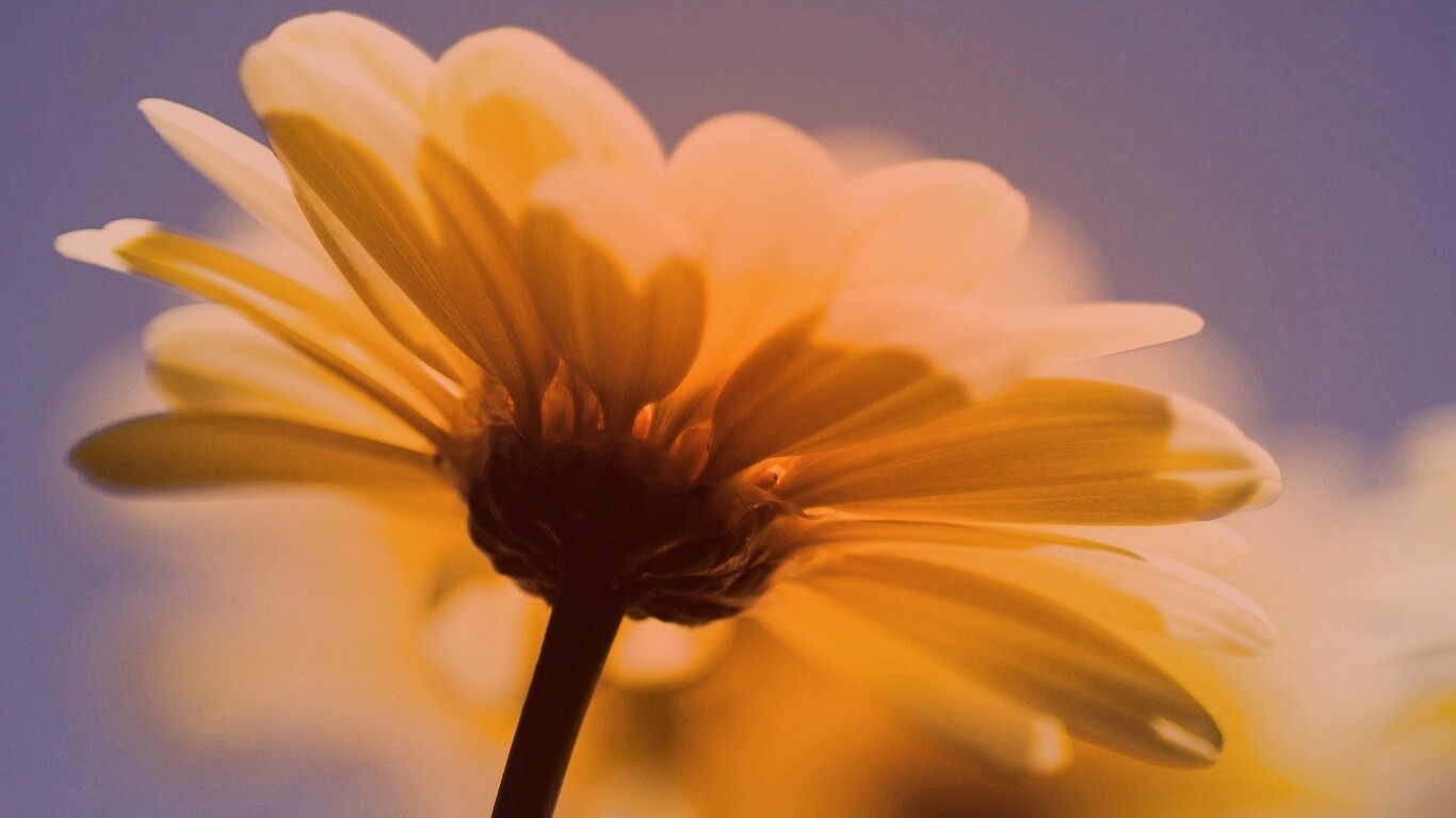 Макро-фото желтого цветка обои