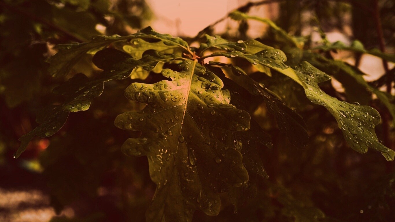 Сочные листья дуба обои