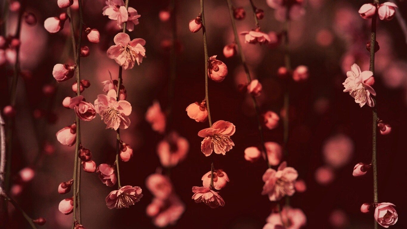 Веточки цветущего дерева обои