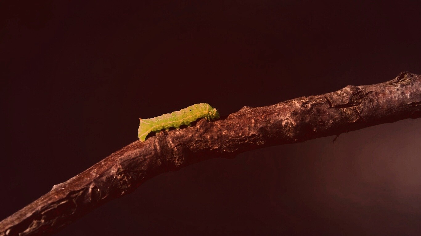 Гусеница на ветке обои