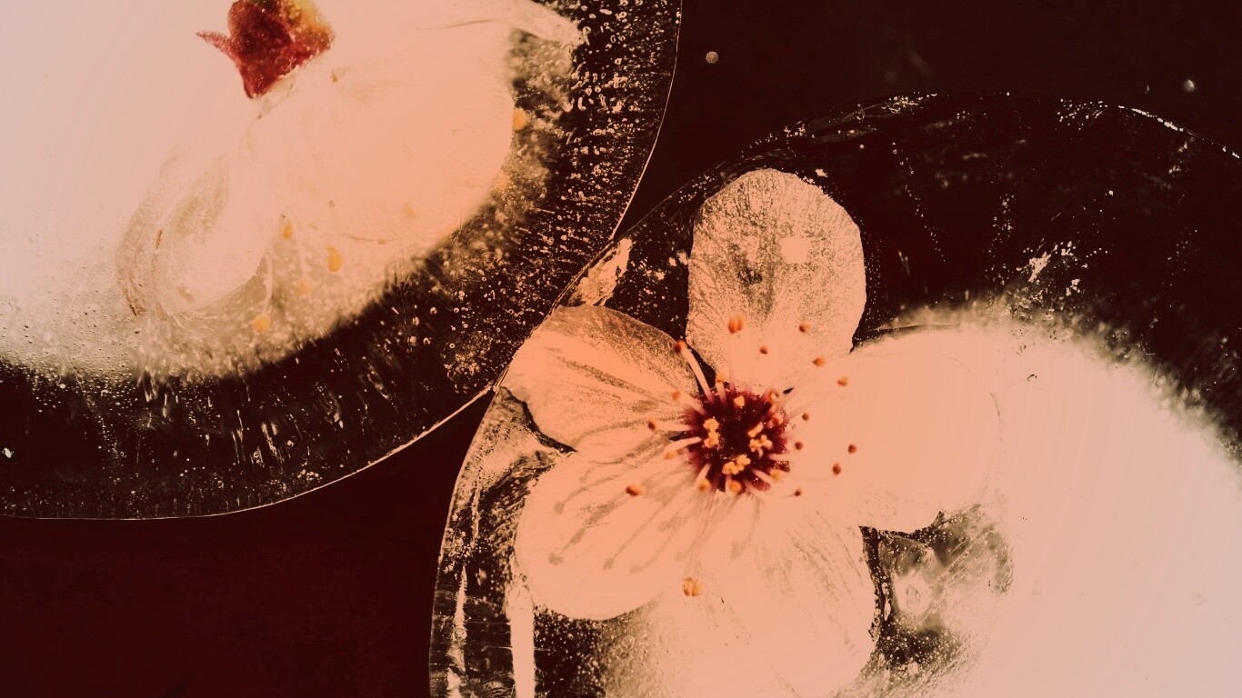 Цветы вишни во льду обои