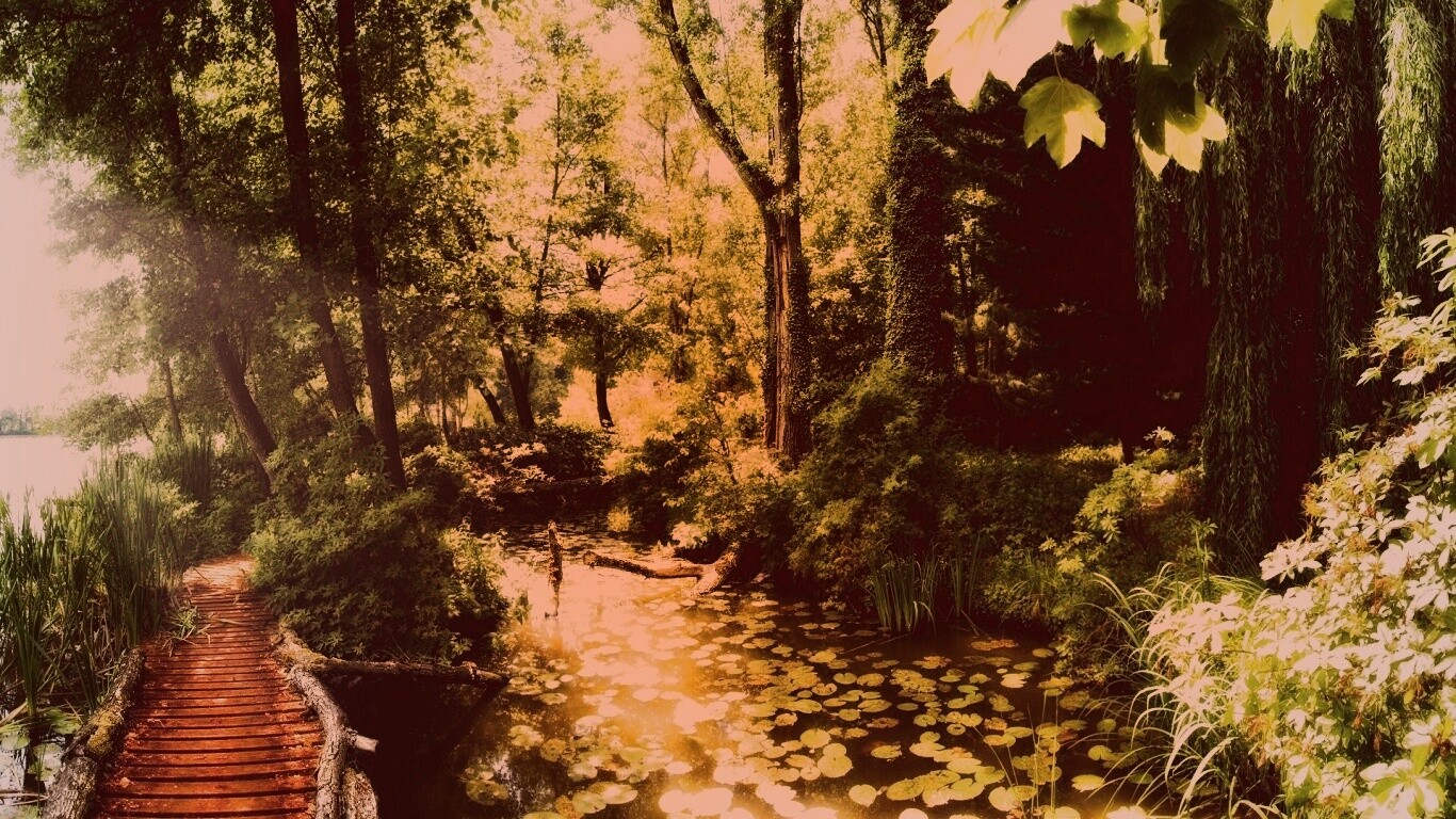 Пруд в лесу обои