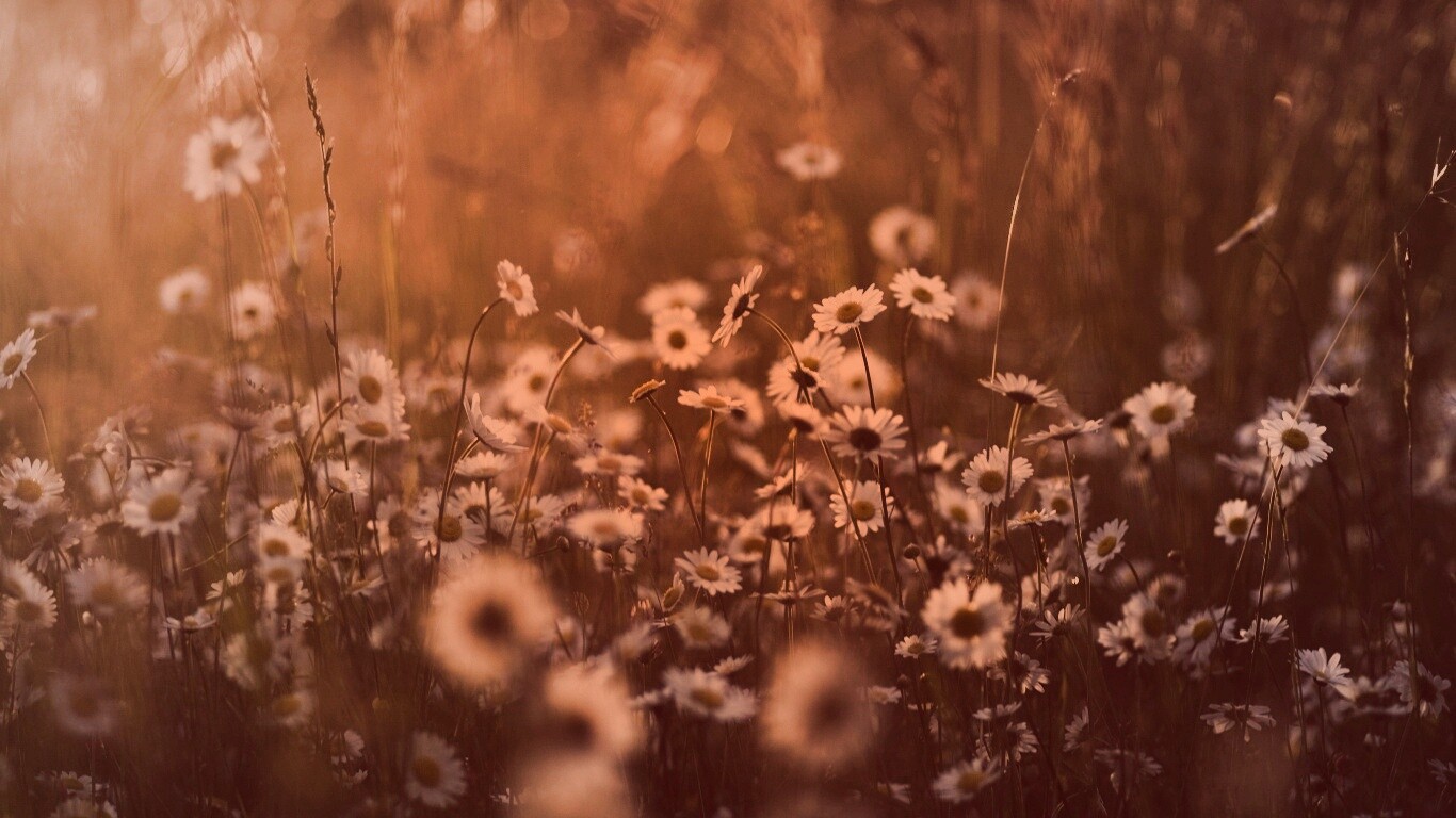 Поле ромашек обои