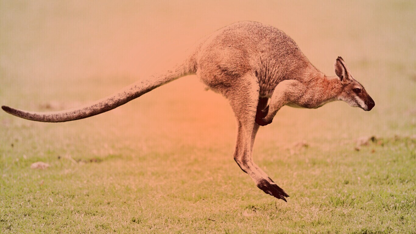 Кенгуру обои