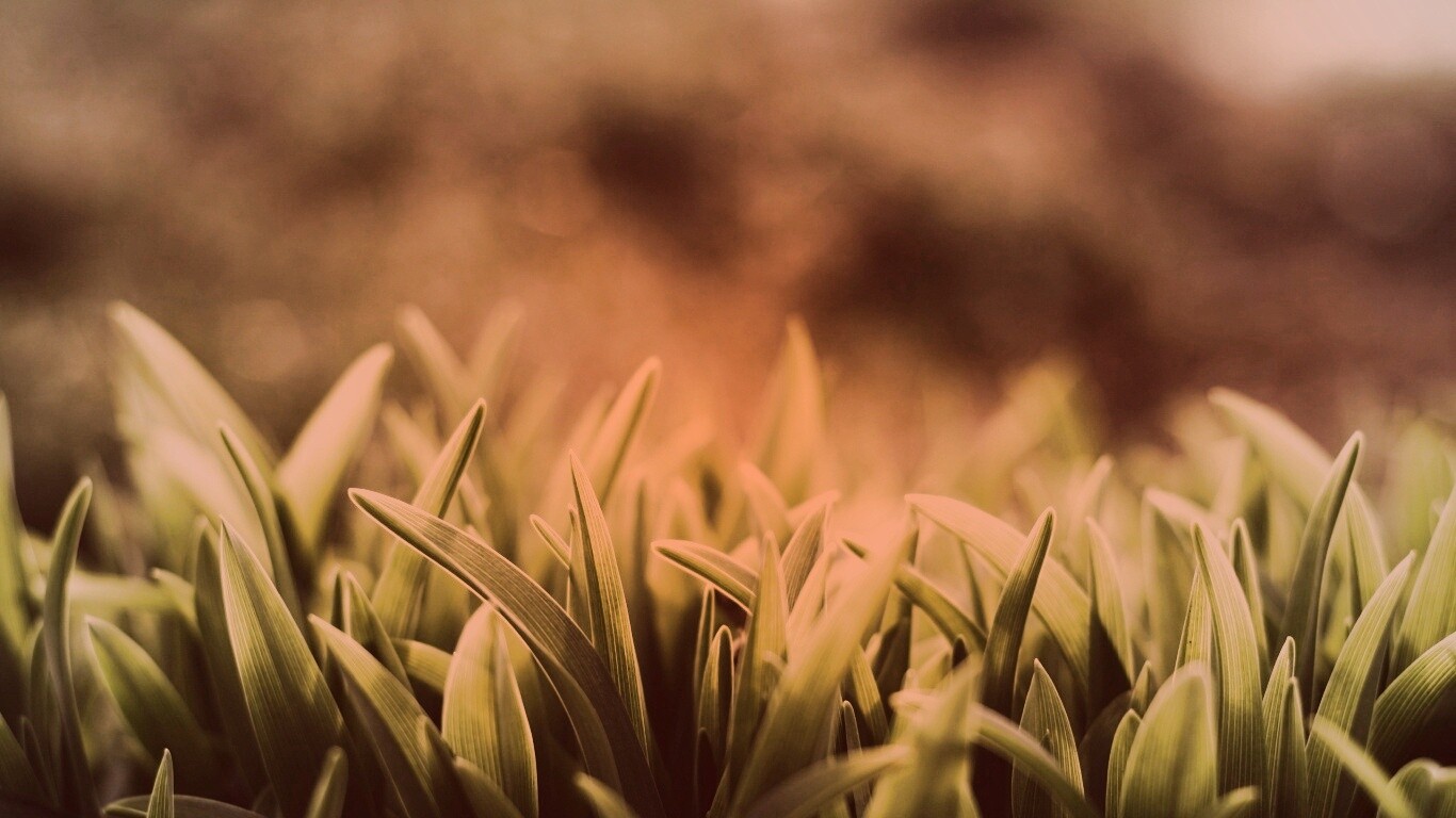 Сочная нежная трава обои