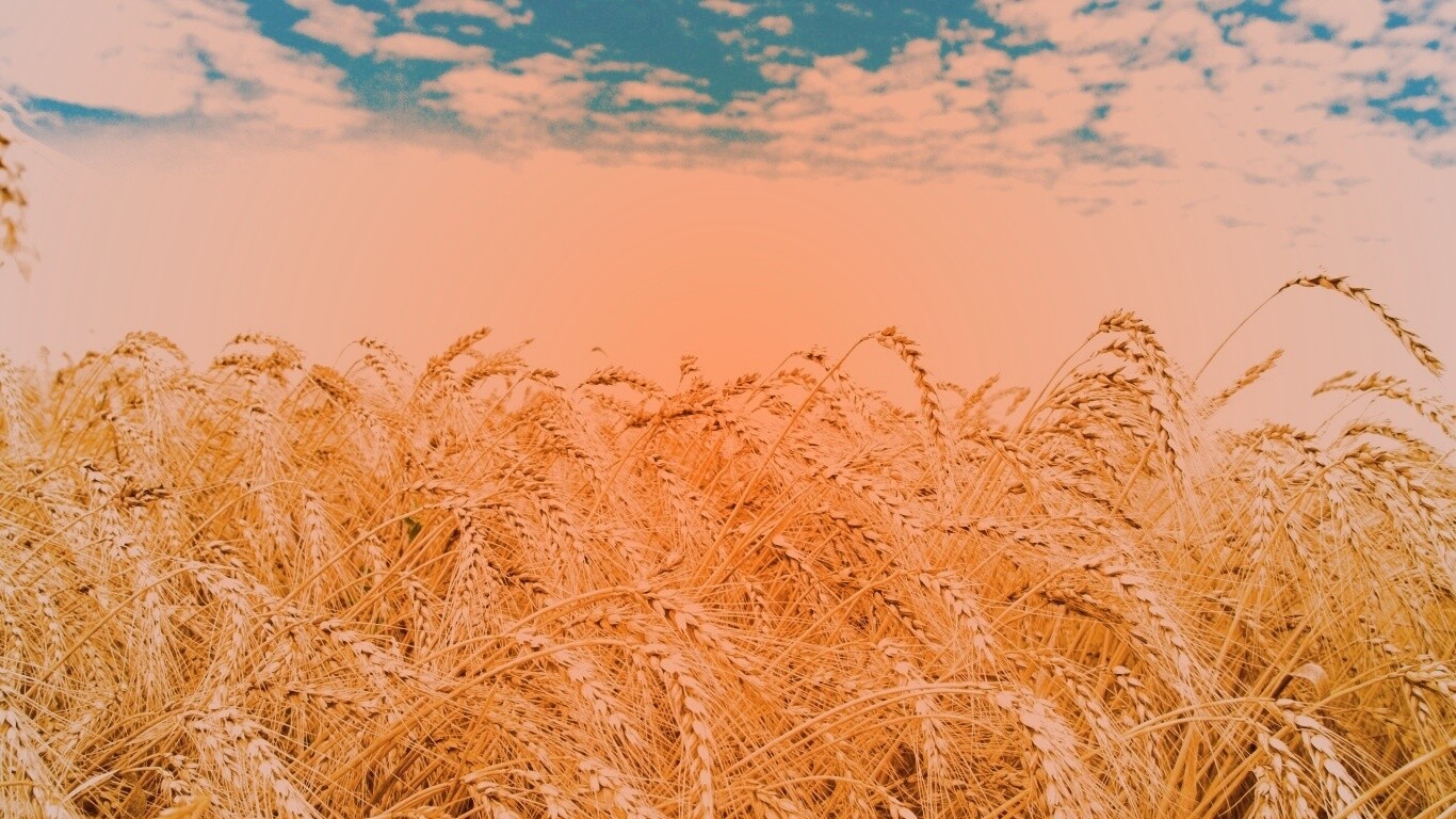 Колосья в поле обои