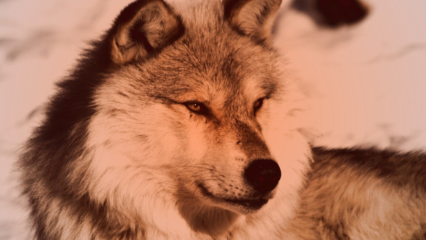 Лайка на снегу обои