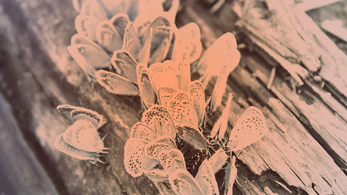 Голубые бабочки обои