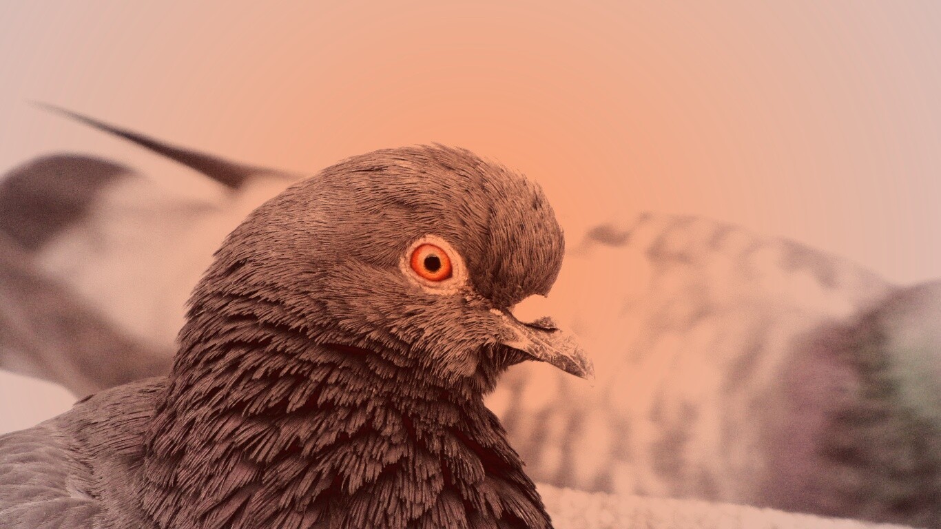 Смотрит в самую душу обои