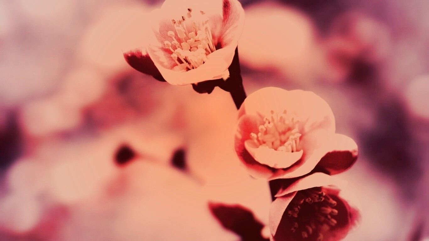 Великолепный цветок обои