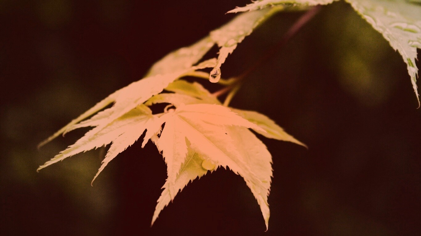 Капля на листе обои