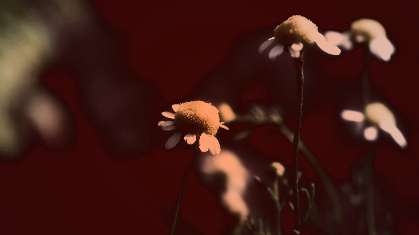 Стремный лепестун обои