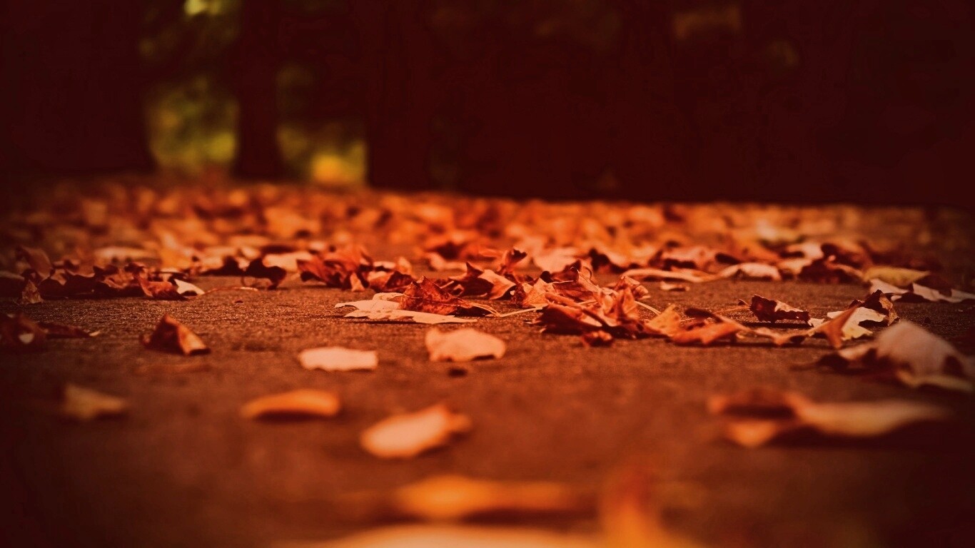 Дорога в листьях  обои