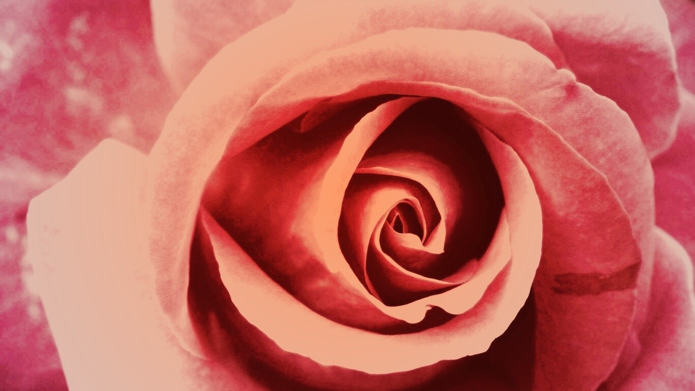 Красивая розовая роза обои