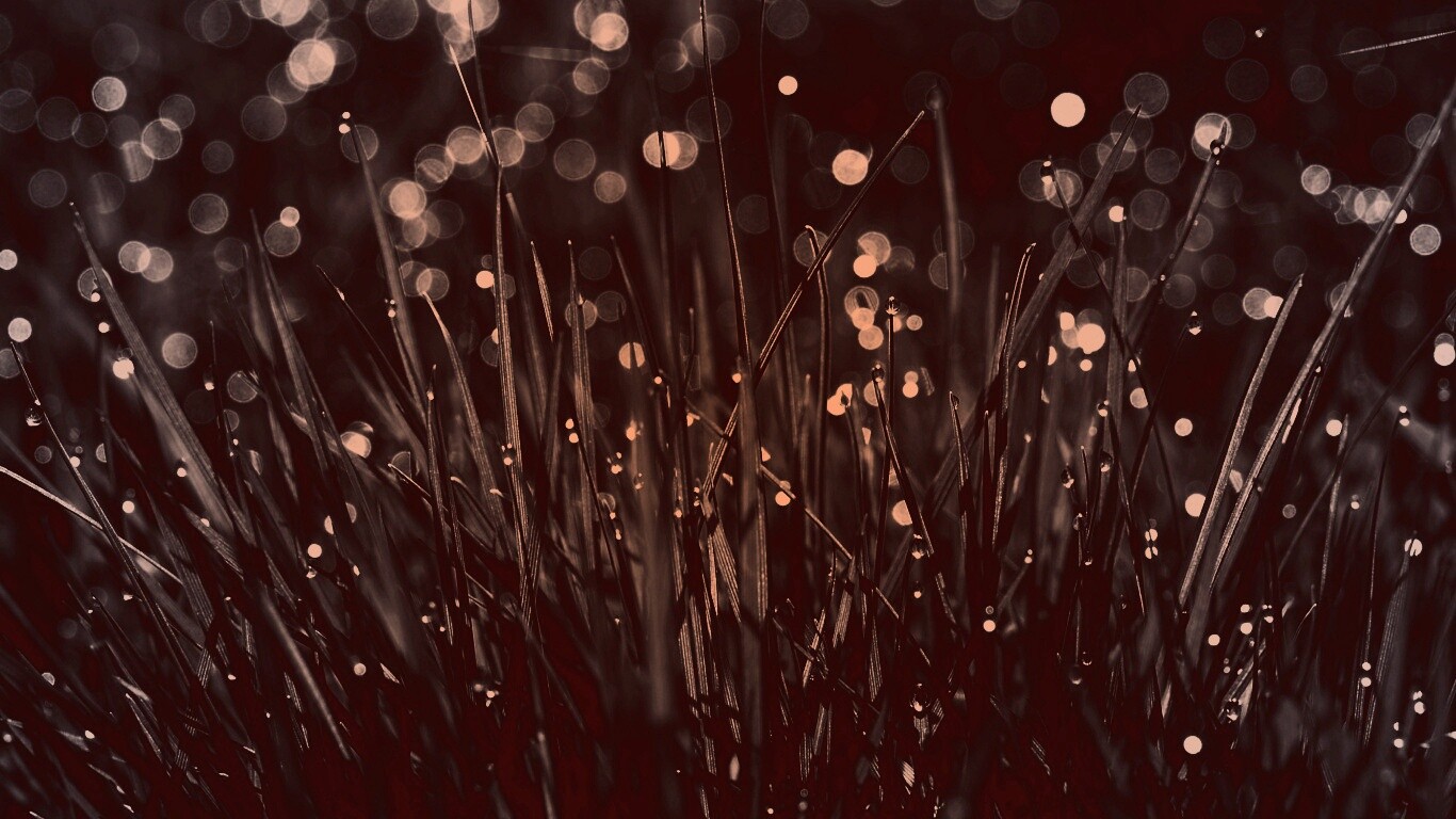 Трава ночью обои