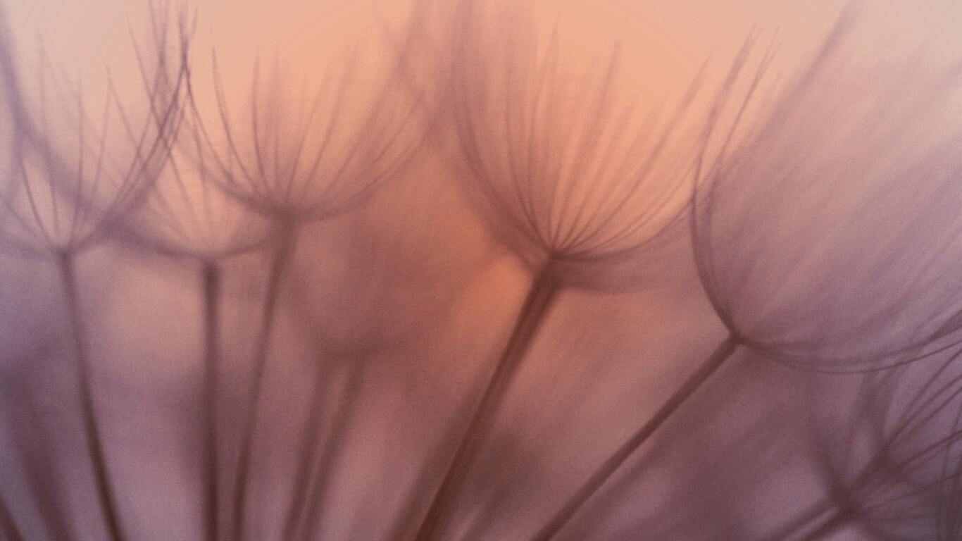 Рисунок одуванчика обои