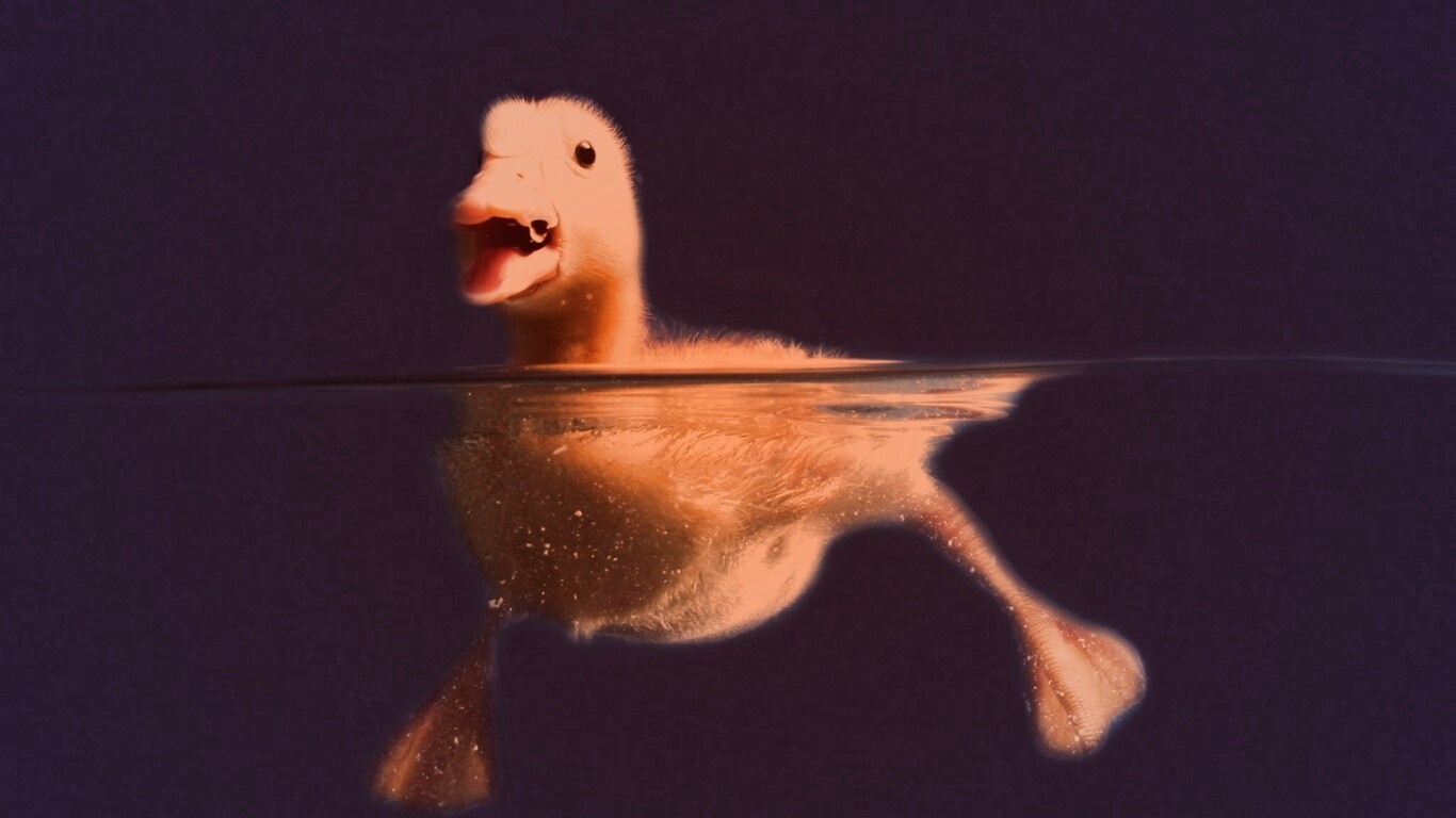 Утёнок в воде обои