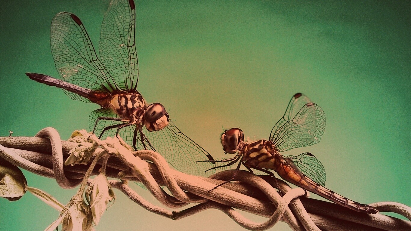 Две стрекозы обои