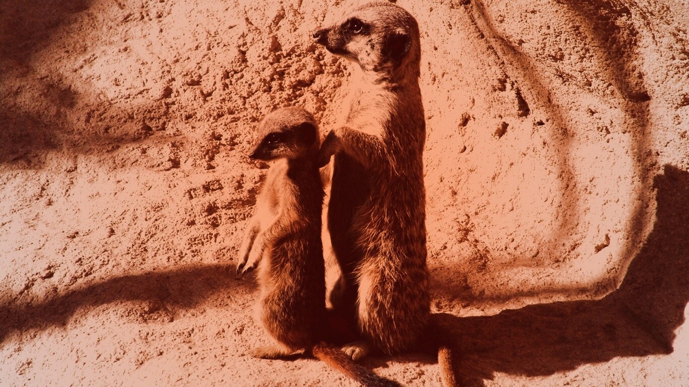 Сурикаты на страже отчизны обои