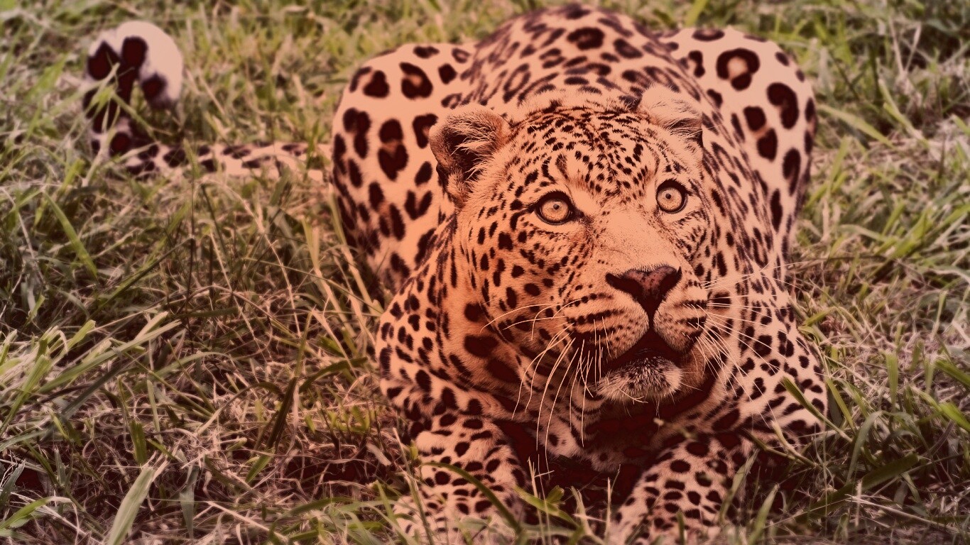 Приготовился прыгать обои