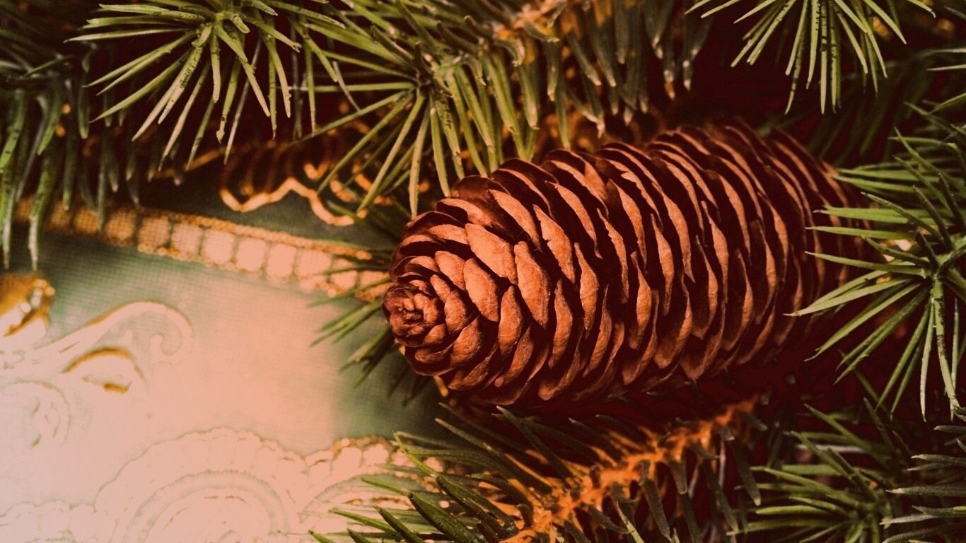 Шишка на елке обои