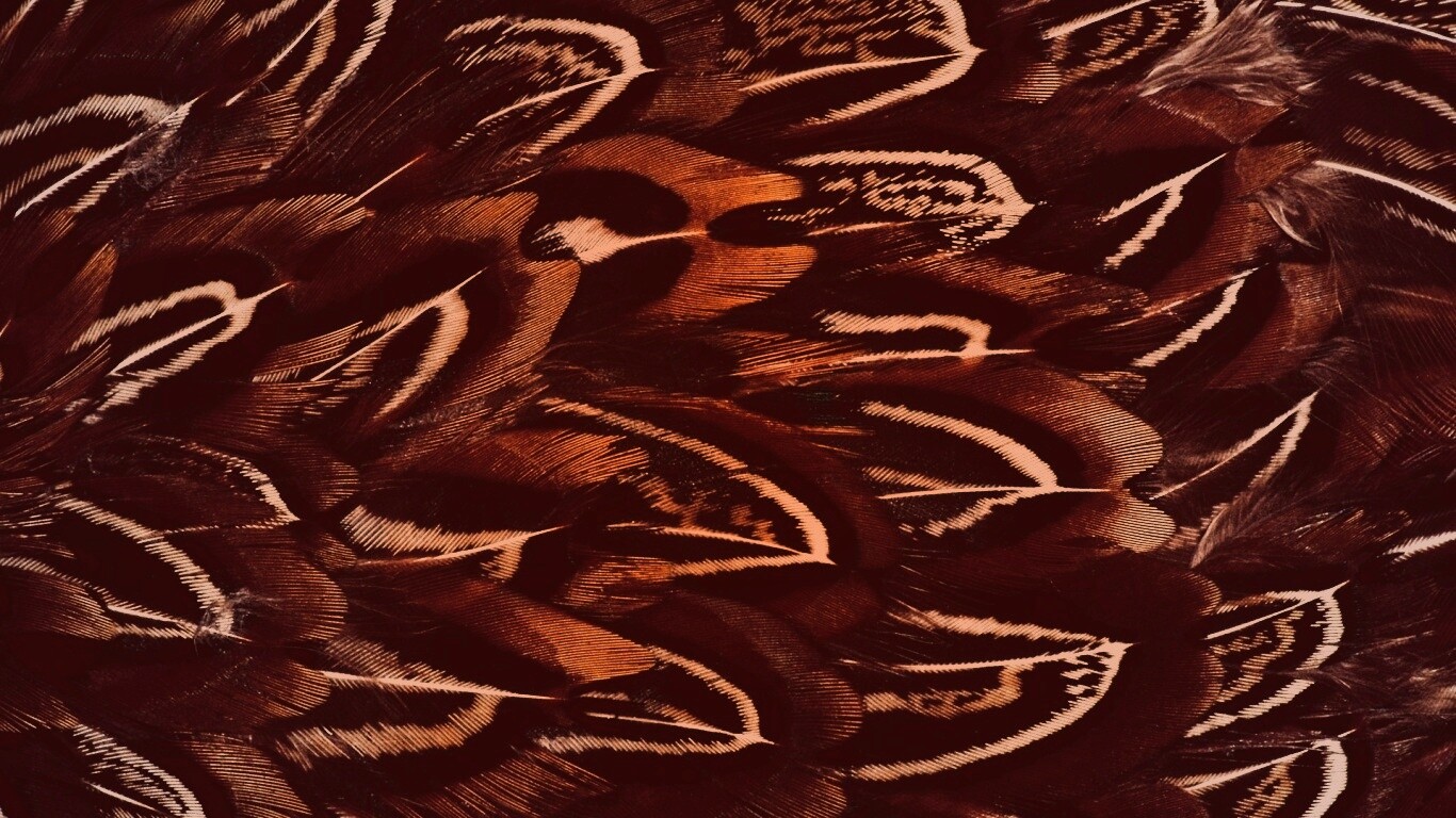 Красивые перья обои