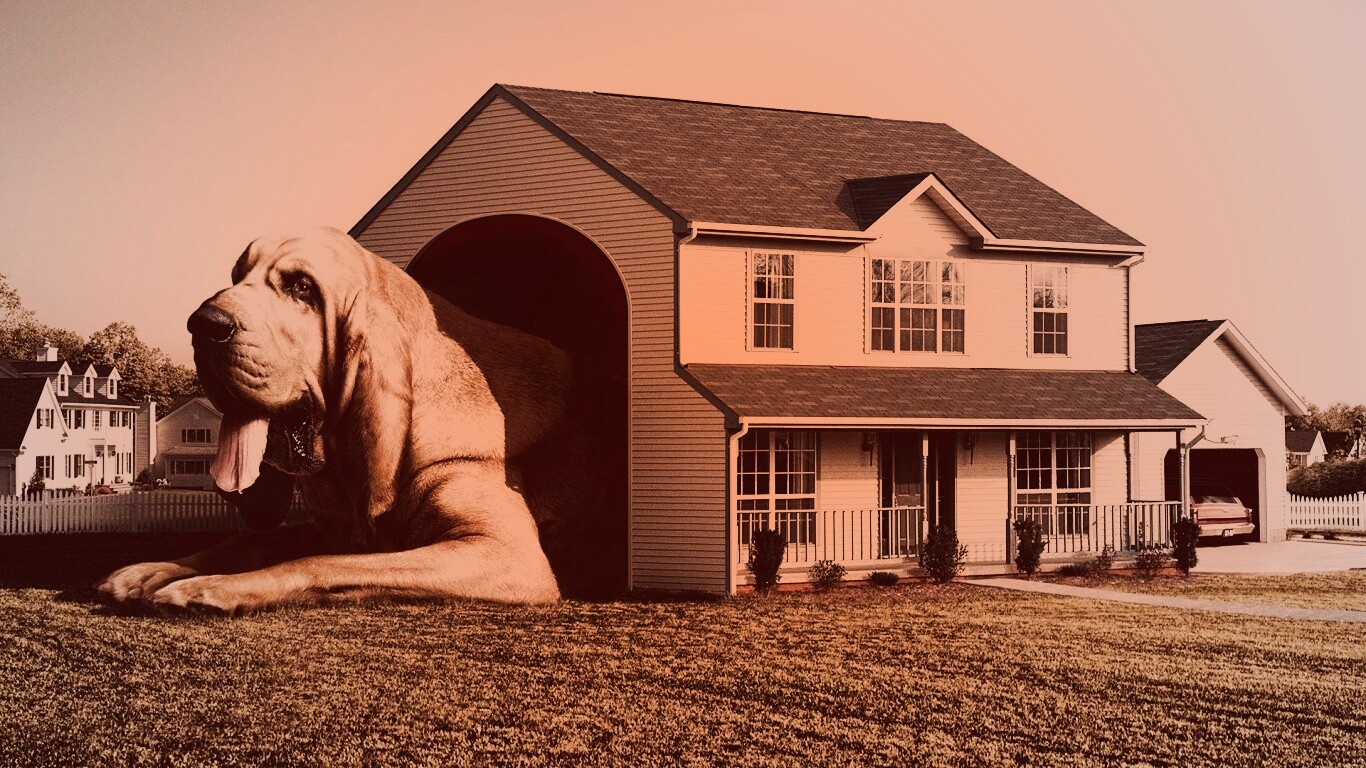 Действительно большая собака обои
