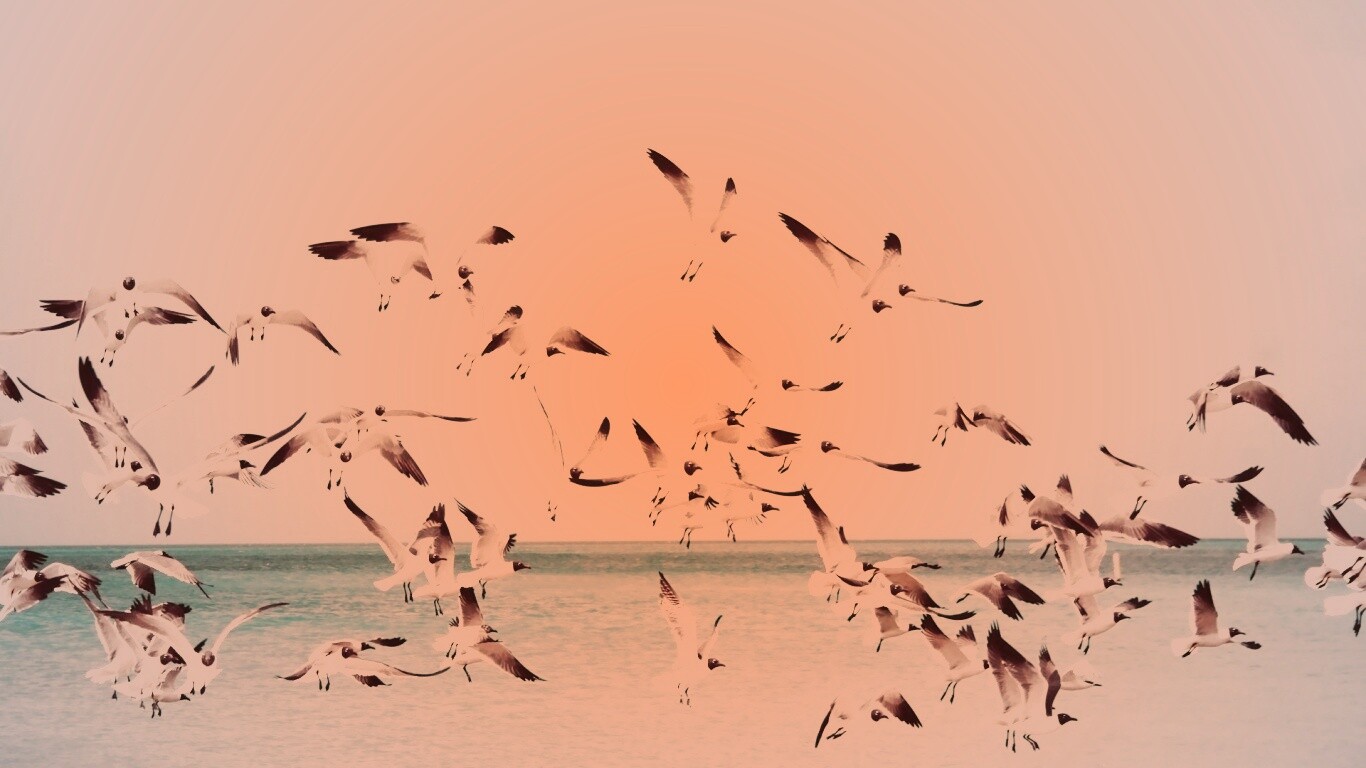 Стая взлетающих чаек обои