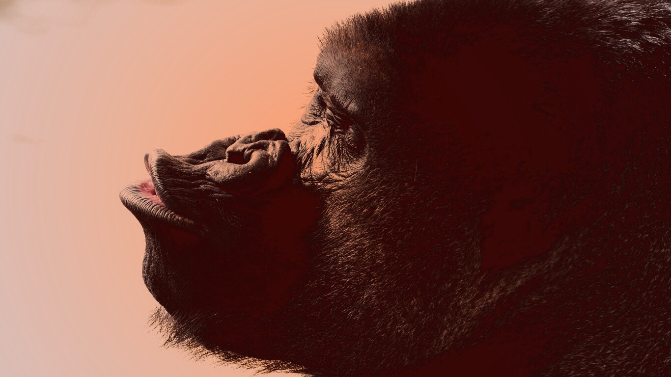 Горилла корчит рожи обои