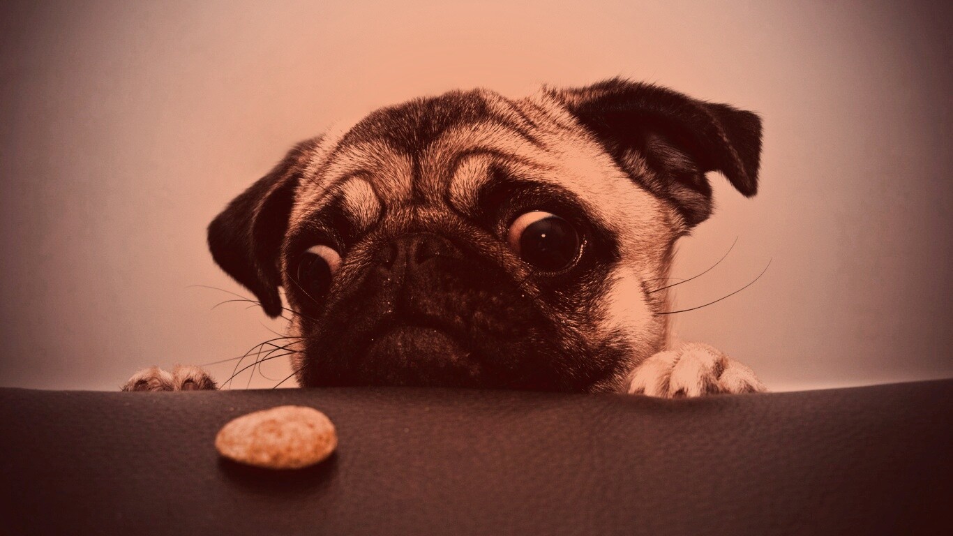 Собака нашла печеньку обои