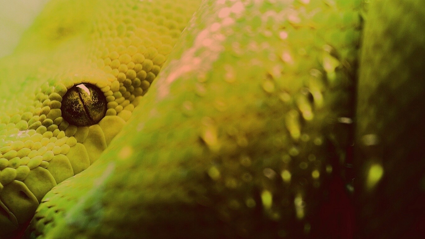 Зелёная змея обои