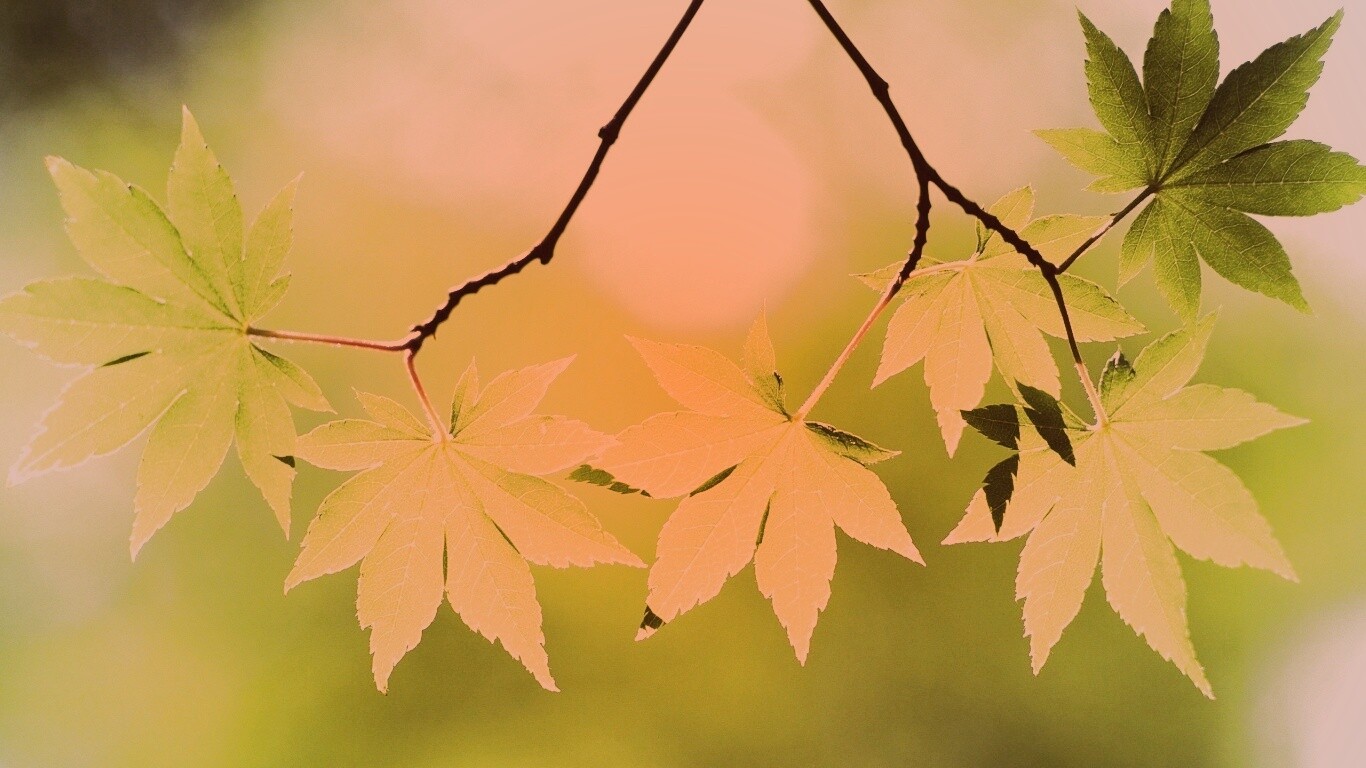 Зелёные листья обои