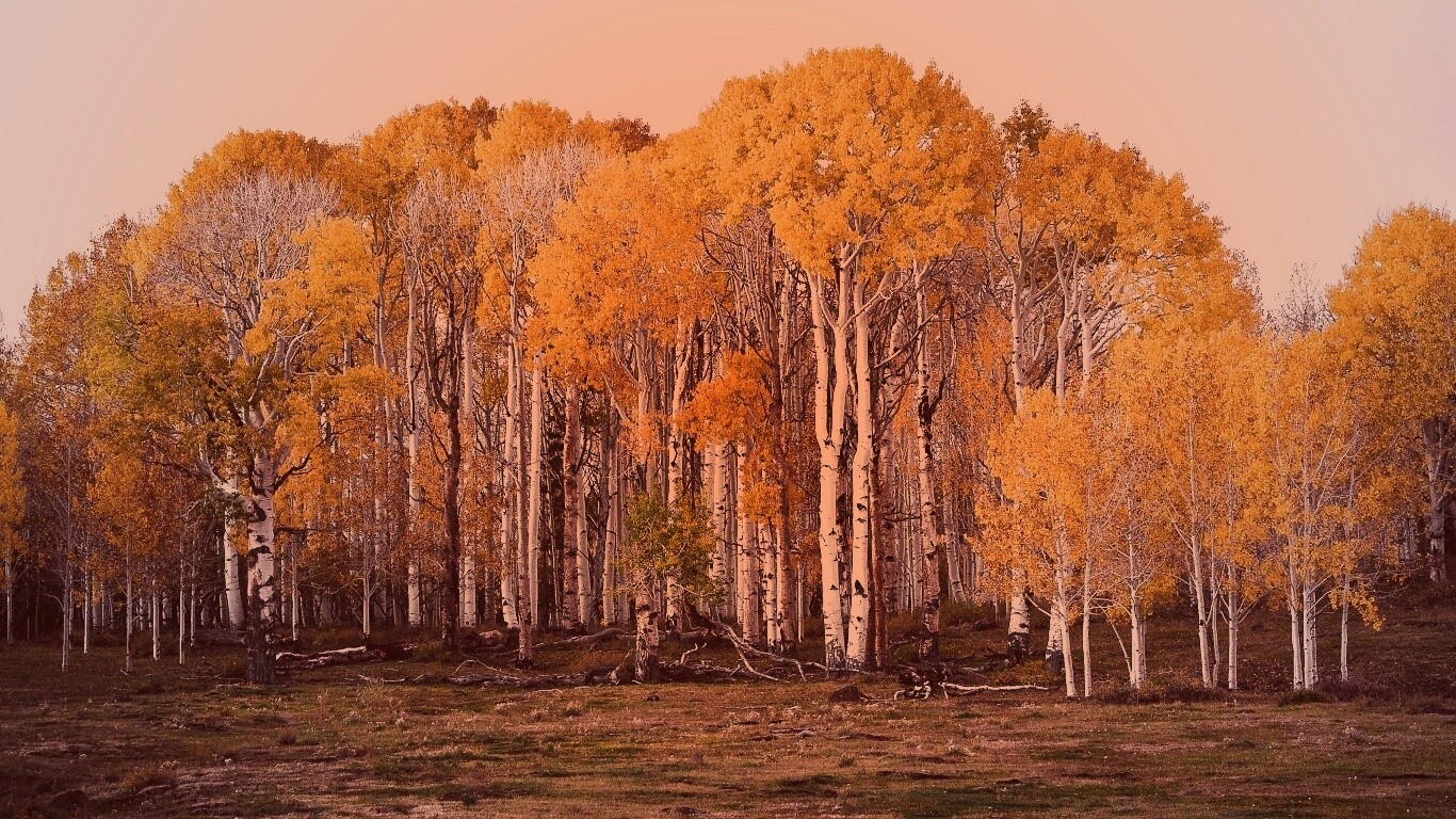 Пожелтевшая березовая роща обои