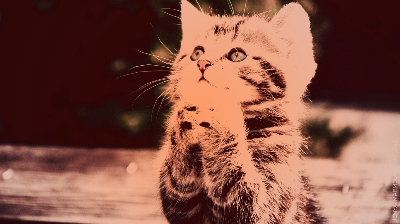 Непередаваемо прелестный котенок сложил лапки обои