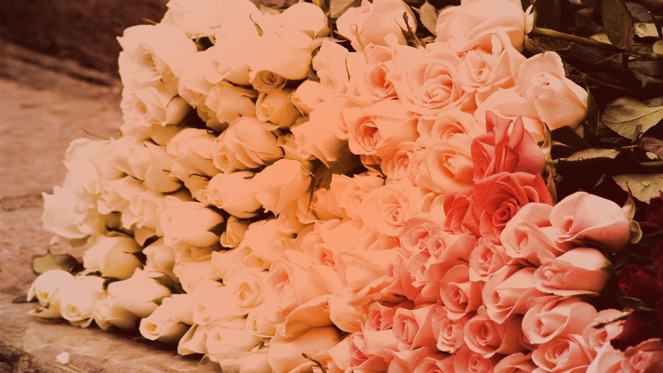 Букеты светлых роз обои