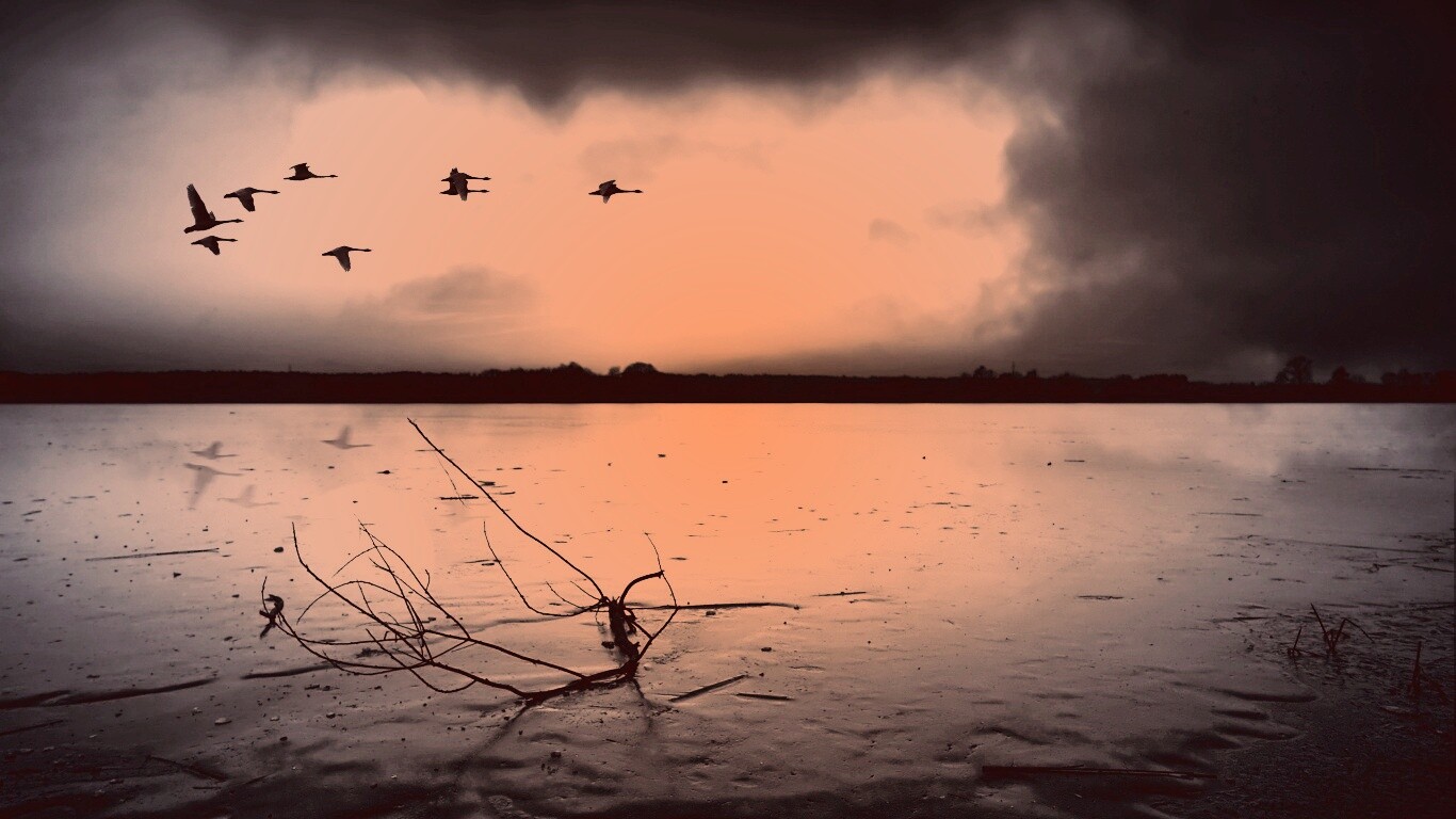 Полет птиц над озером обои