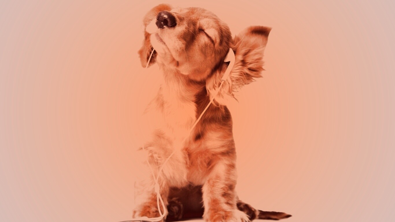 Щенок в наушниках обои