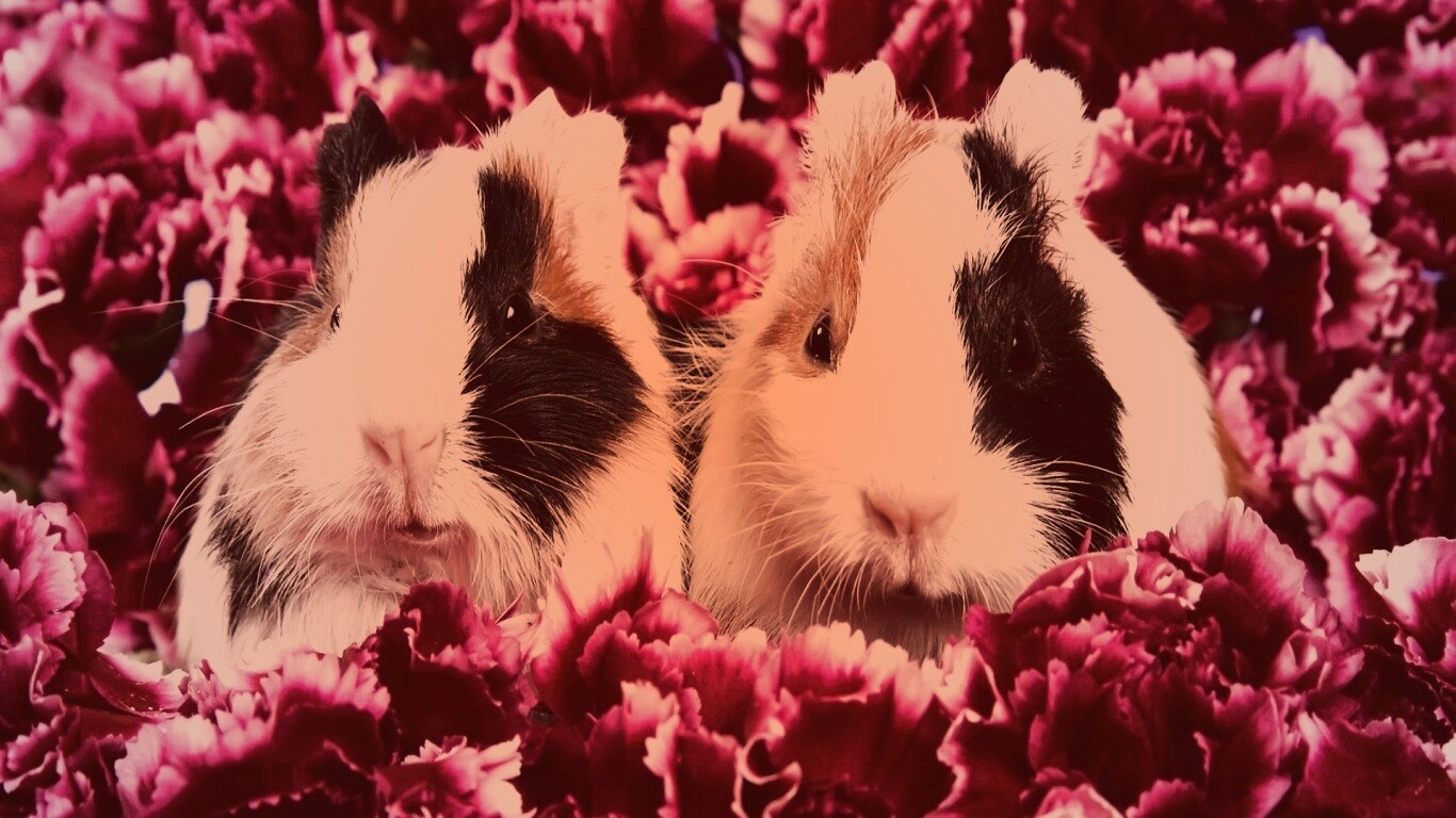 Морские свинки в гвоздиках обои