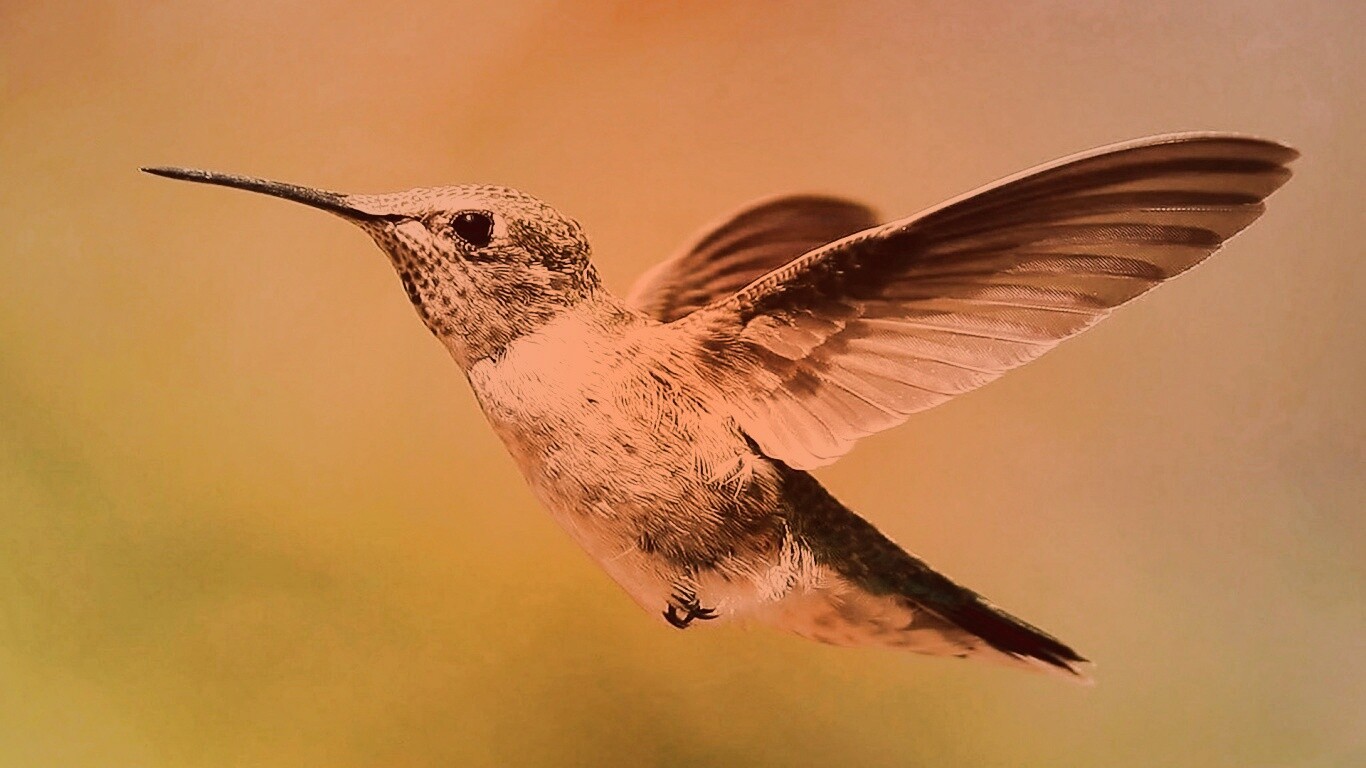 Колибри в полёте обои