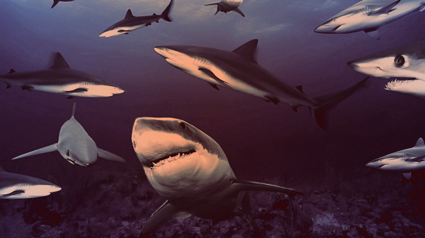 Стая акул обои