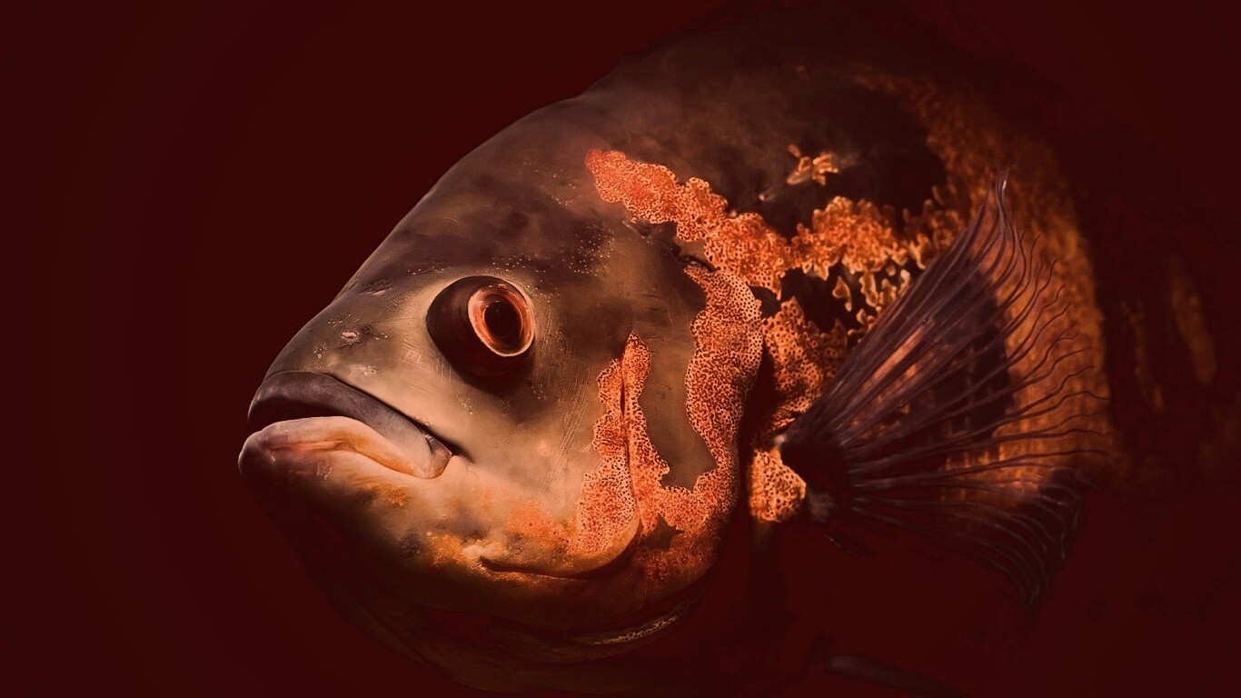 Глубоководный окунь обои