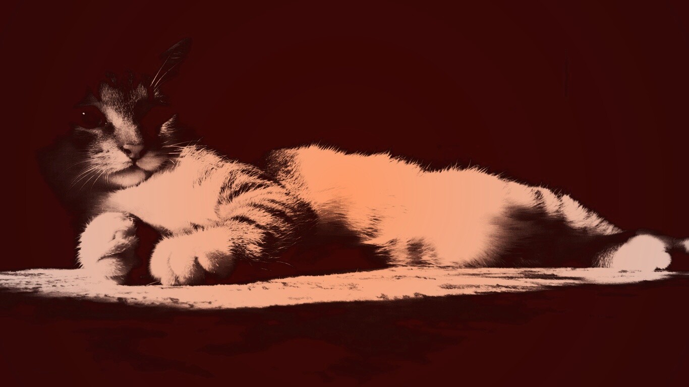 Котик в тени обои