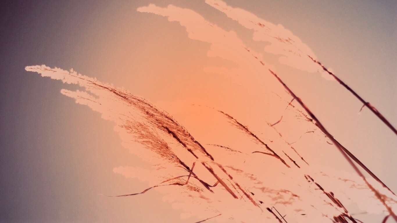 Солнце играет на степном ковыле обои