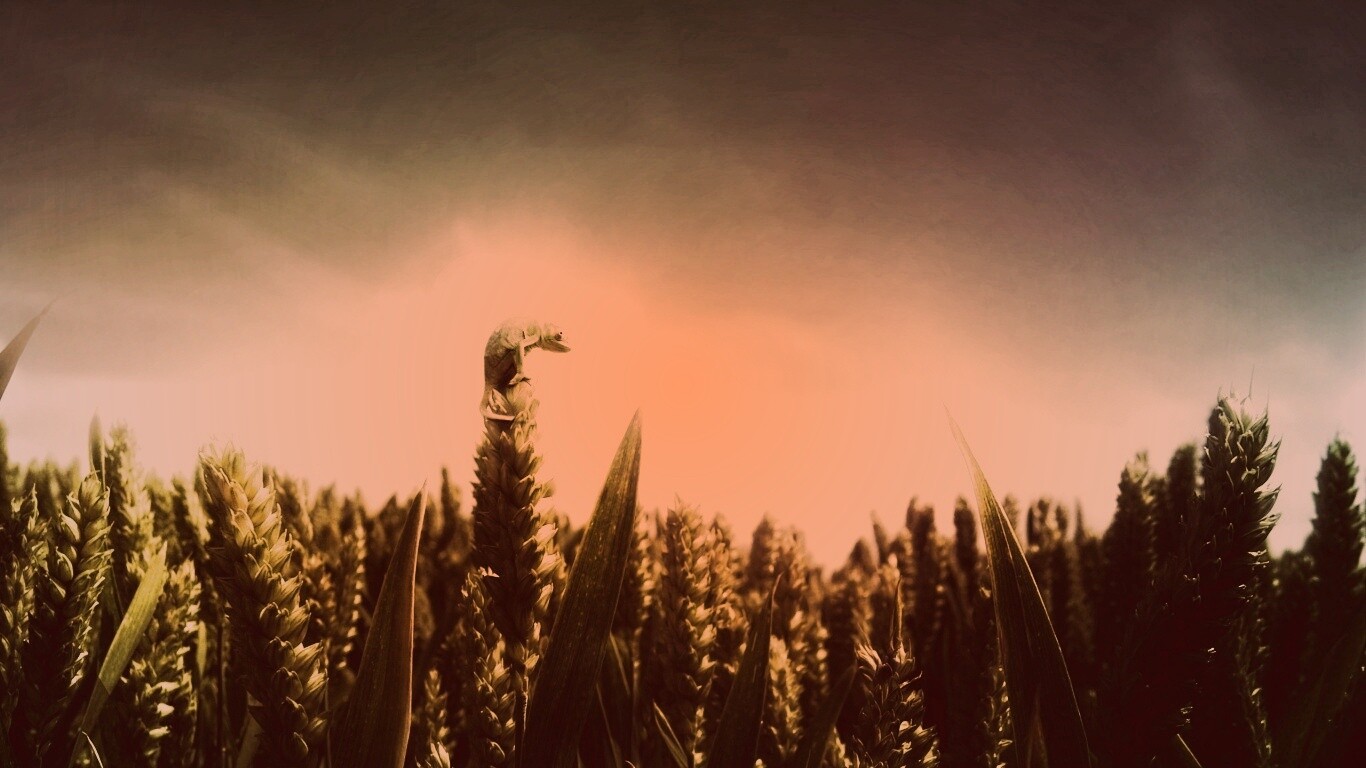 Маленький хамелеон на травинке обои