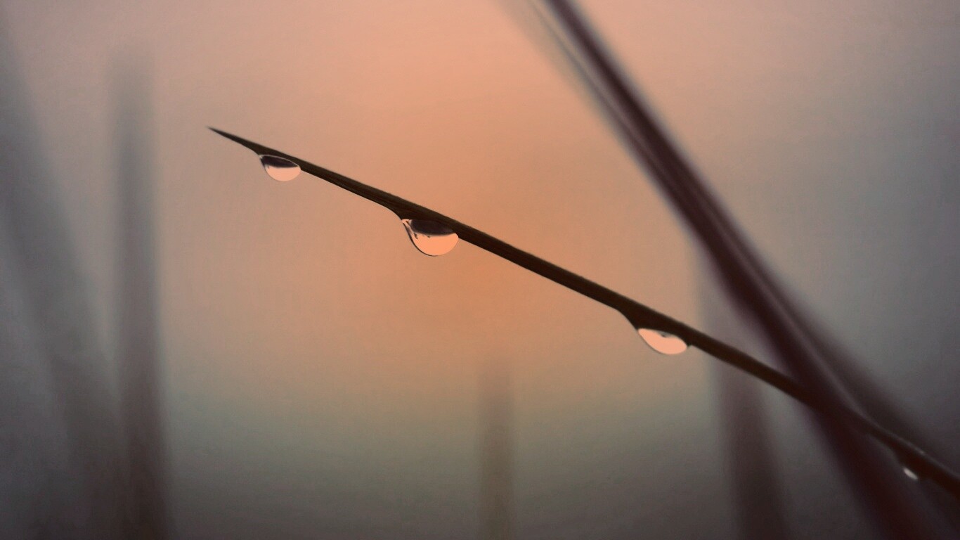 Трава после дождя обои