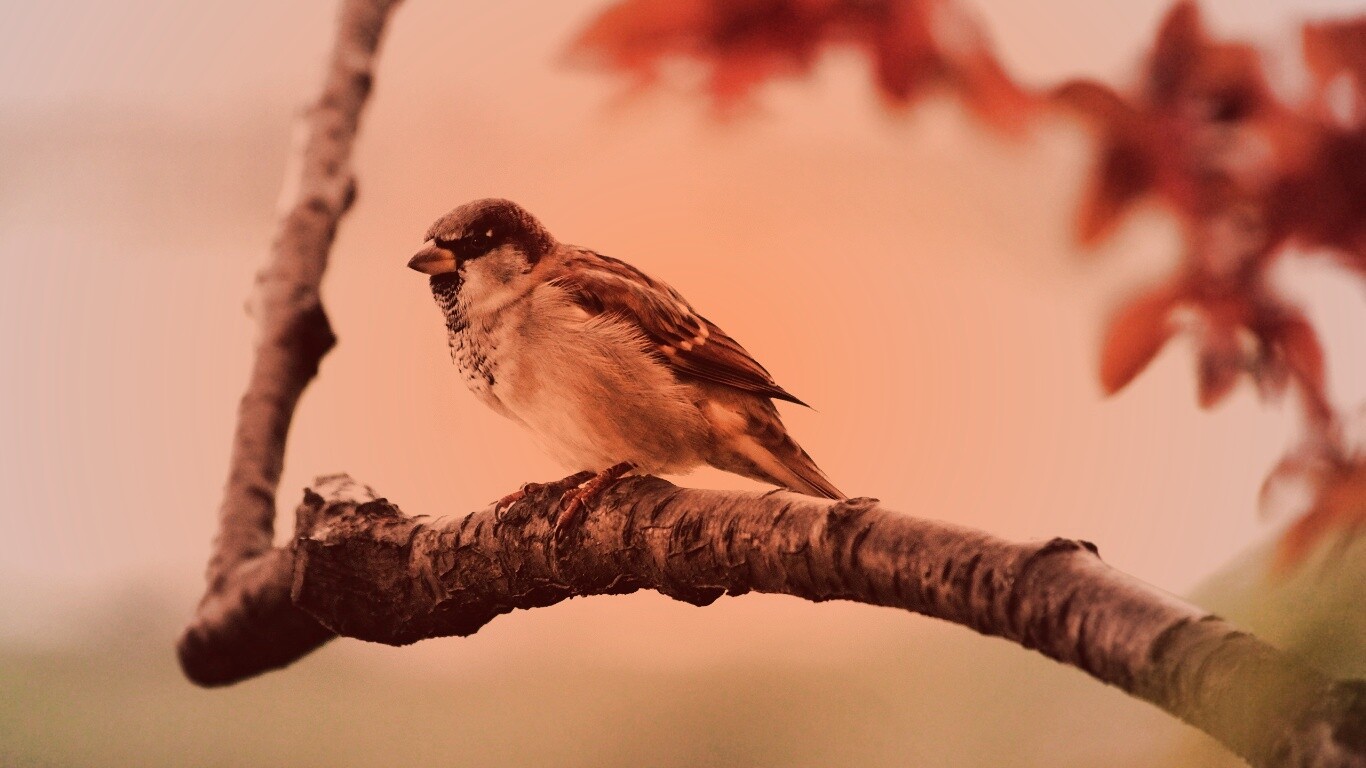 Птичка на ветке обои