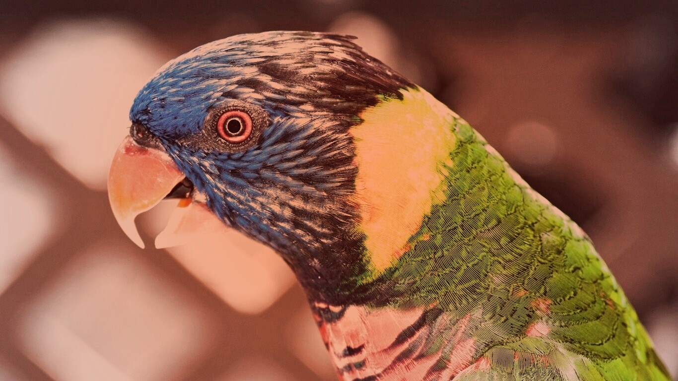 Красноглазйы попугай обои