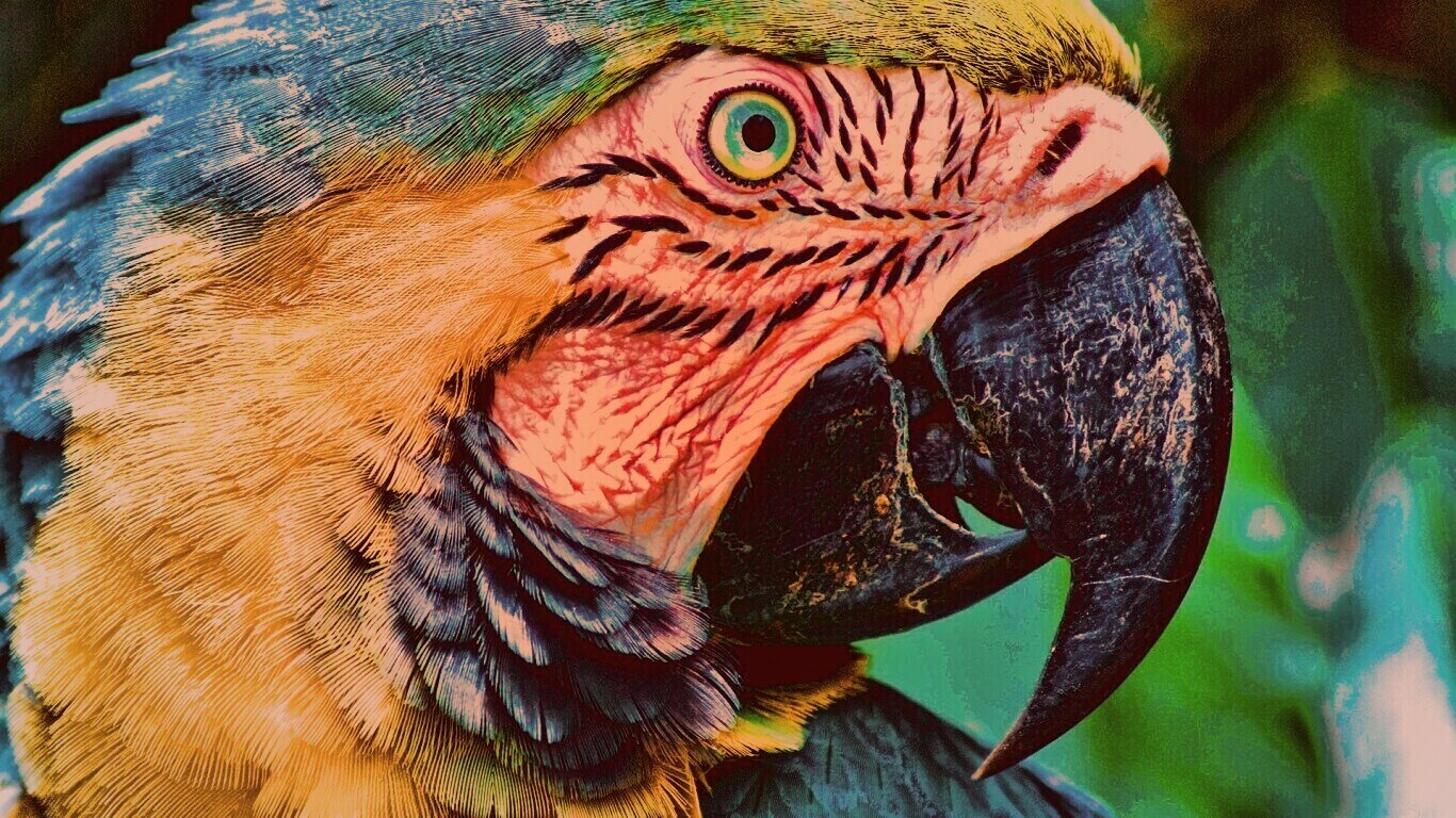 Попугай обои