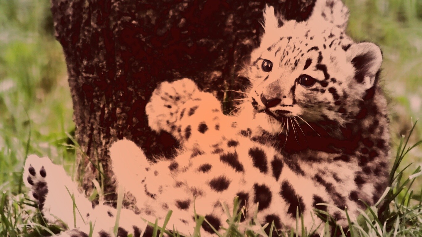 Котенок большой дикой кошки обои